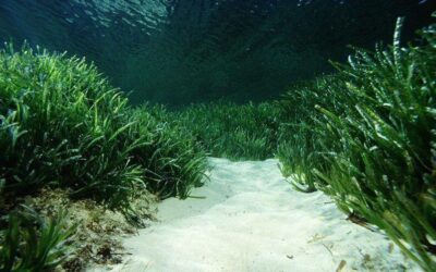 Floración masiva de Posidonia en Alicante debido al calentamiento del Mar