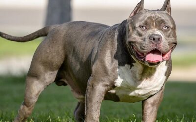 Nueva Normativa para American Bully XL en Reino Unido